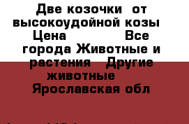Две козочки  от высокоудойной козы › Цена ­ 20 000 - Все города Животные и растения » Другие животные   . Ярославская обл.